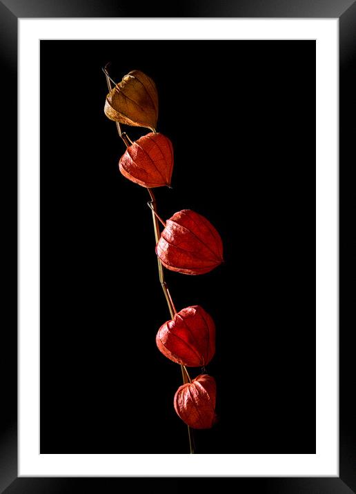 Studio shot of dry physalis flower. Framed Mounted Print by Andrea Obzerova