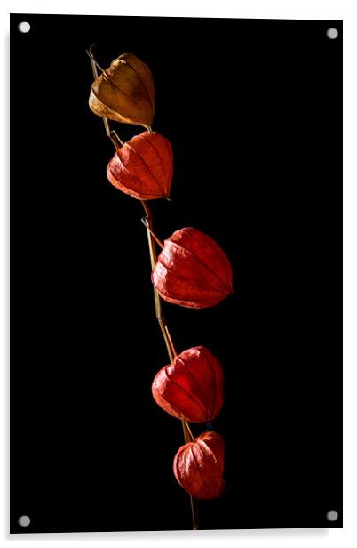 Studio shot of dry physalis flower. Acrylic by Andrea Obzerova
