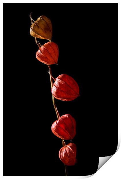 Studio shot of dry physalis flower. Print by Andrea Obzerova
