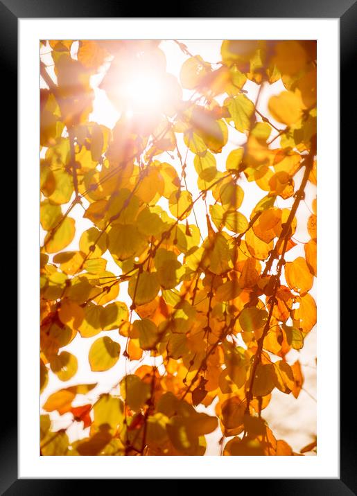 Beautiful tree branch in autumnal forest. Framed Mounted Print by Andrea Obzerova