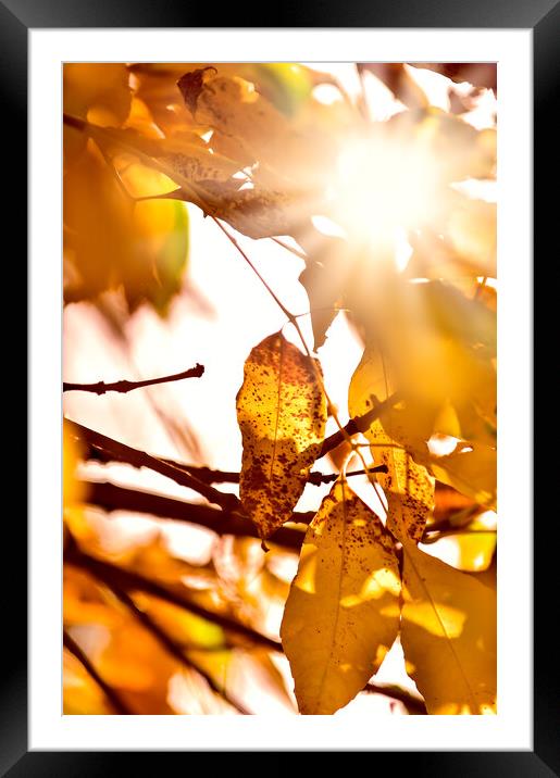 Beautiful tree branch in autumnal forest. Framed Mounted Print by Andrea Obzerova