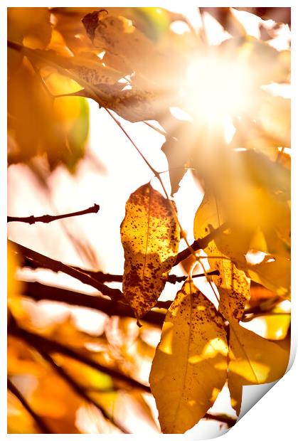 Beautiful tree branch in autumnal forest. Print by Andrea Obzerova