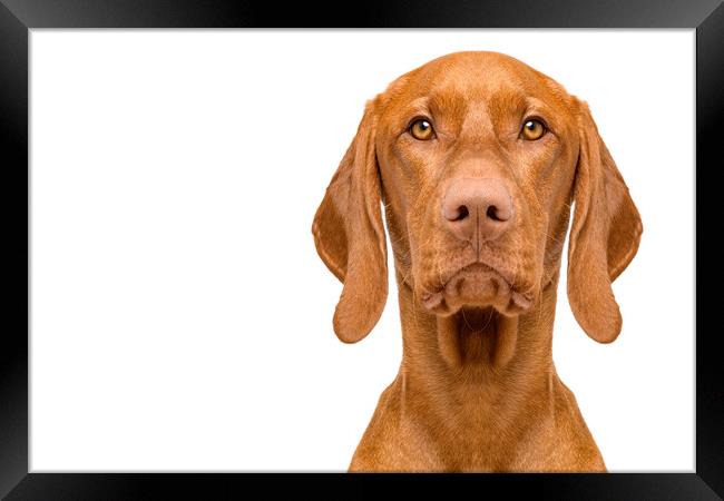 Hungarian vizsla dog studio portrait. Framed Print by Andrea Obzerova