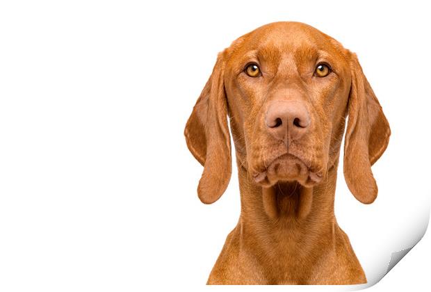 Hungarian vizsla dog studio portrait. Print by Andrea Obzerova