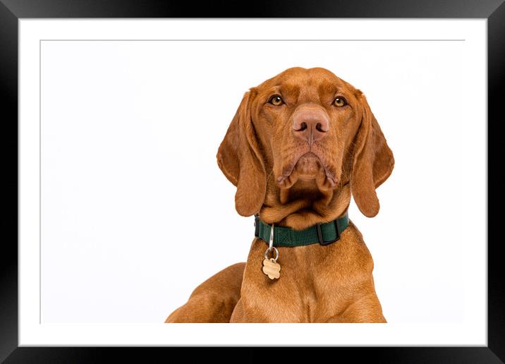 Hungarian vizsla dog studio portrait. Framed Mounted Print by Andrea Obzerova