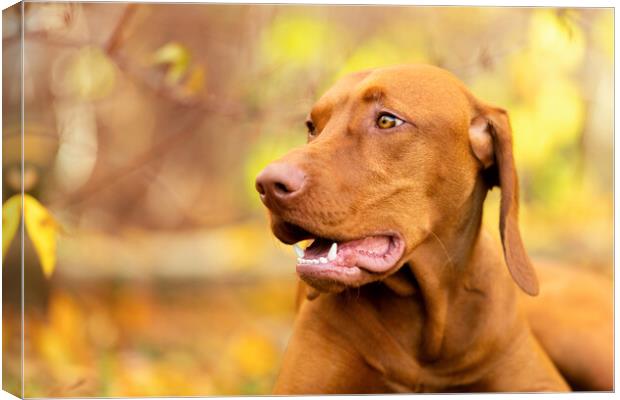 Vizsla dog side view close up portrait in fall garden. Canvas Print by Andrea Obzerova