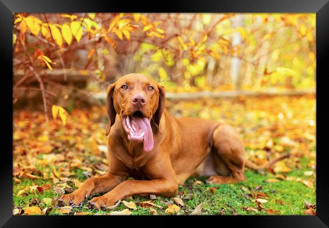 Cute hungarian vizsla puppy in beautiful autumn garden. Framed Print by Andrea Obzerova