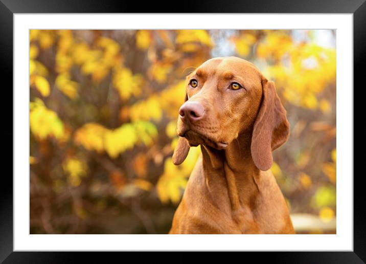 Vizsla dog side view close up portrait in fall garden. Framed Mounted Print by Andrea Obzerova