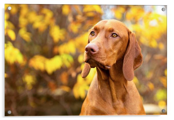 Vizsla dog side view close up portrait in fall garden. Acrylic by Andrea Obzerova