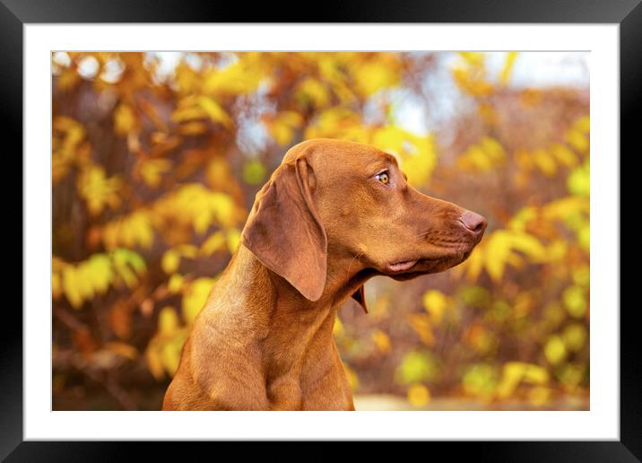 Vizsla puppy side view portrait in beautiful fall garden. Framed Mounted Print by Andrea Obzerova