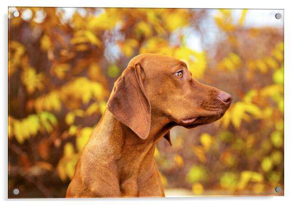 Vizsla puppy side view portrait in beautiful fall garden. Acrylic by Andrea Obzerova