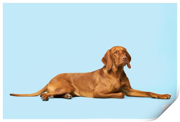 Beautiful hungarian vizsla full body studio portrait. Print by Andrea Obzerova