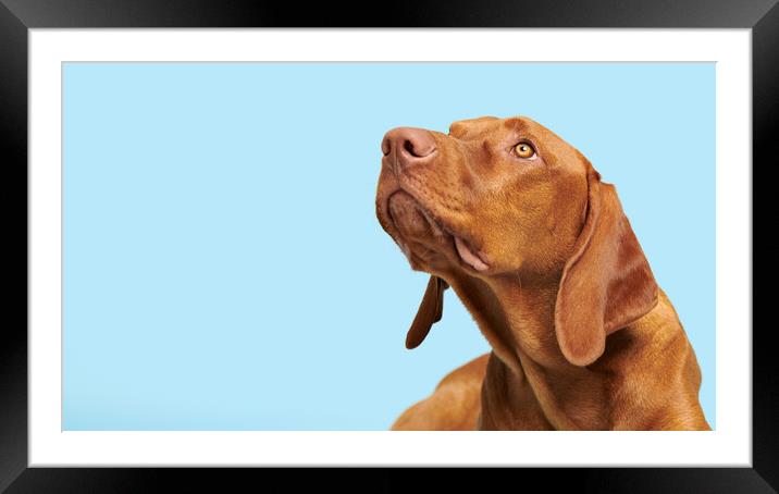 Cute hungarian vizsla puppy studio portrait. Framed Mounted Print by Andrea Obzerova