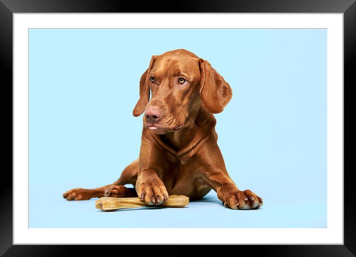 Vizsla holding a chew toy bone with his paw. Framed Mounted Print by Andrea Obzerova