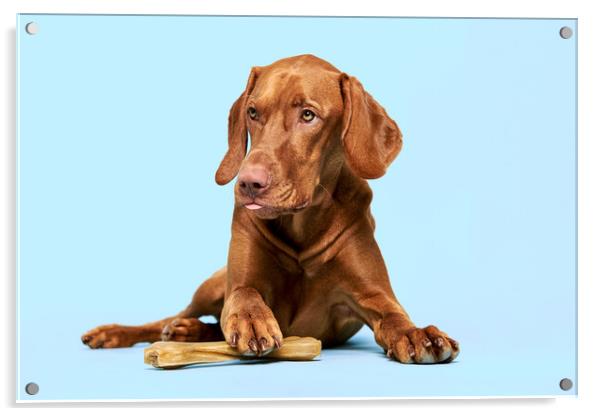 Vizsla holding a chew toy bone with his paw. Acrylic by Andrea Obzerova