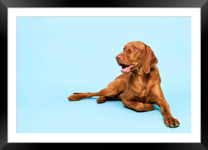 Cute hungarian vizsla dog studio portrait. Framed Mounted Print by Andrea Obzerova
