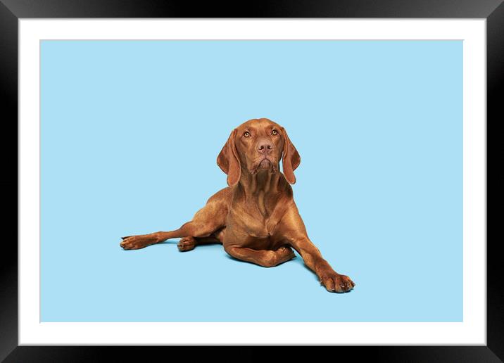 Beautiful hungarian vizsla dog full body studio portrait. Framed Mounted Print by Andrea Obzerova