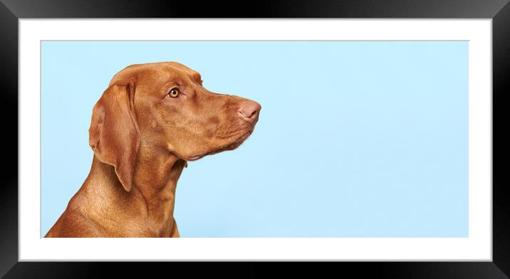 Cute hungarian vizsla puppy side view studio portrait. Framed Mounted Print by Andrea Obzerova