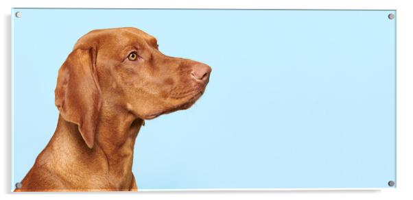 Cute hungarian vizsla puppy side view studio portrait. Acrylic by Andrea Obzerova