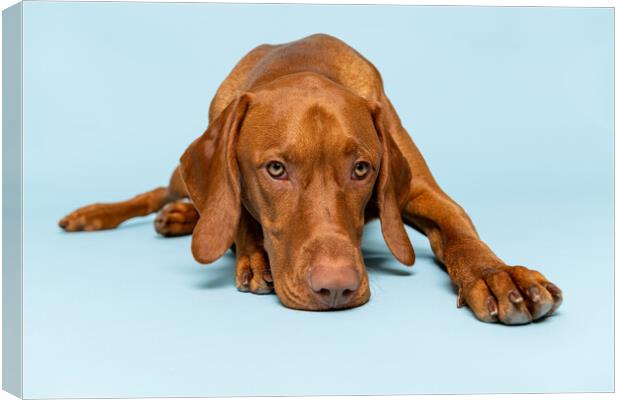 Hungarian vizsla dog full body studio portrait. Canvas Print by Andrea Obzerova