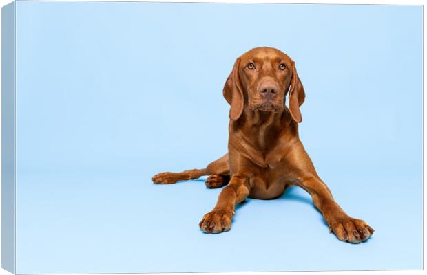 Beautiful hungarian vizsla dog full body studio portrait. Canvas Print by Andrea Obzerova