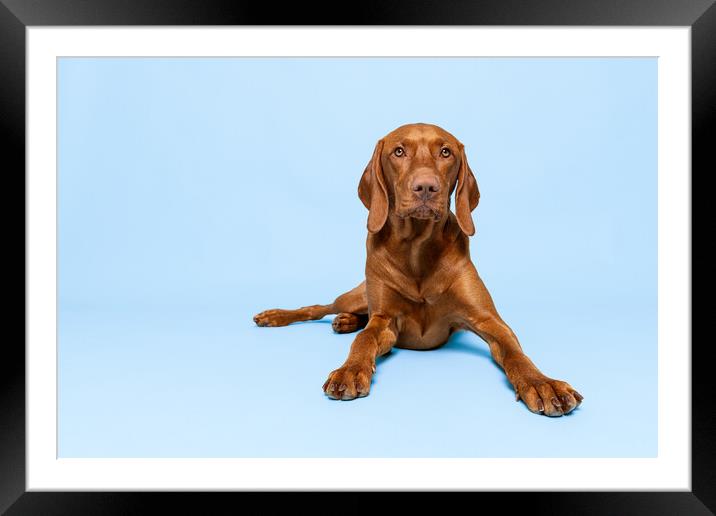 Beautiful hungarian vizsla dog full body studio portrait. Framed Mounted Print by Andrea Obzerova