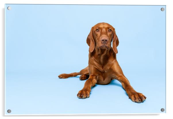 Beautiful hungarian vizsla dog full body studio portrait. Acrylic by Andrea Obzerova
