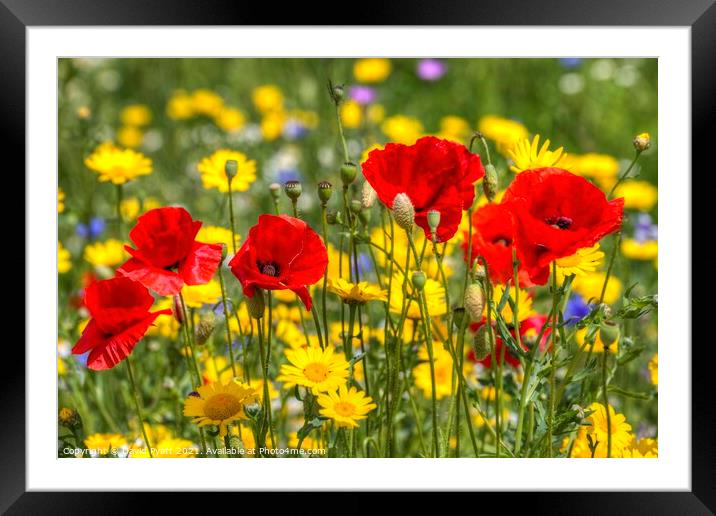Summers Day Poppies  Framed Mounted Print by David Pyatt