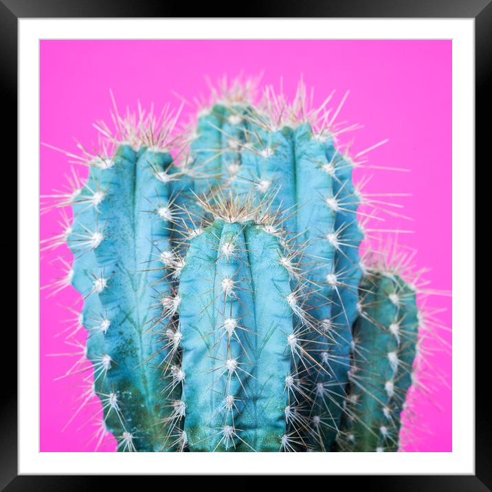 Fashion exotic pop minimal background with cactus plant. Framed Mounted Print by Andrea Obzerova
