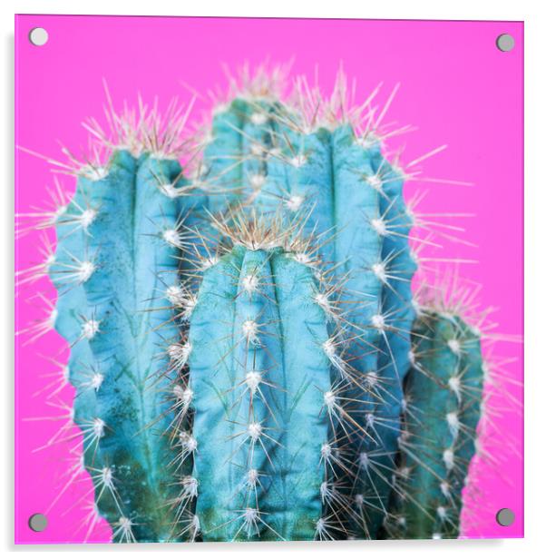 Fashion exotic pop minimal background with cactus plant. Acrylic by Andrea Obzerova