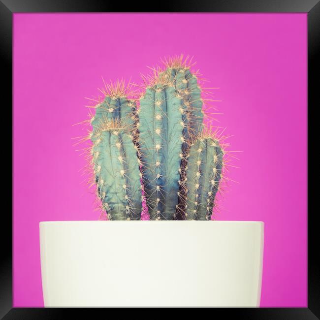 Neon art cactus image. Framed Print by Andrea Obzerova