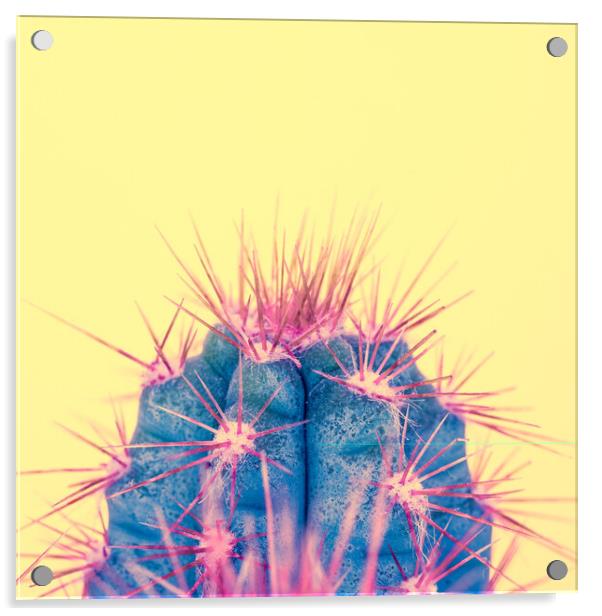 Exotic pop minimal background with cactus plant. Acrylic by Andrea Obzerova