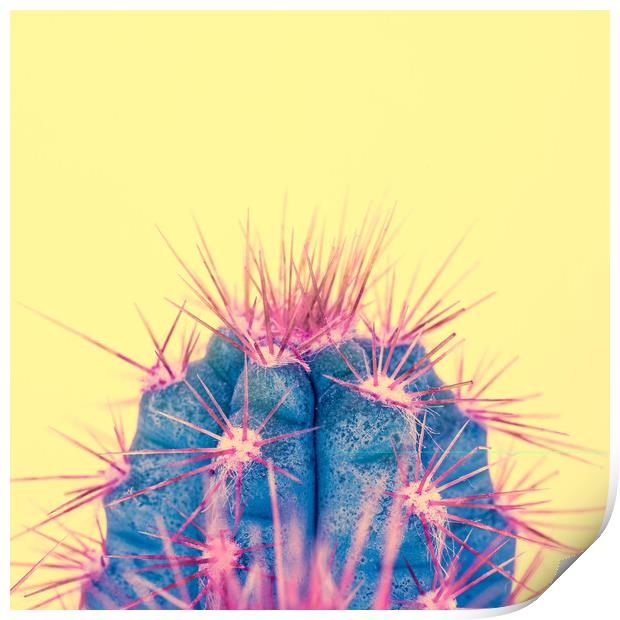 Exotic pop minimal background with cactus plant. Print by Andrea Obzerova
