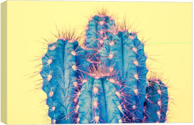 Exotic pop minimal background with cactus plant. Canvas Print by Andrea Obzerova