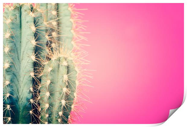 Pop art cactus image. Print by Andrea Obzerova