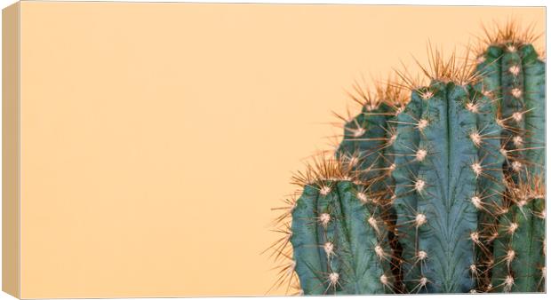 Pop art cactus image. Canvas Print by Andrea Obzerova