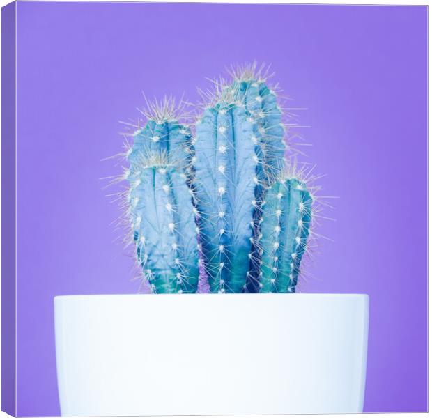Pop art cactus image. Canvas Print by Andrea Obzerova