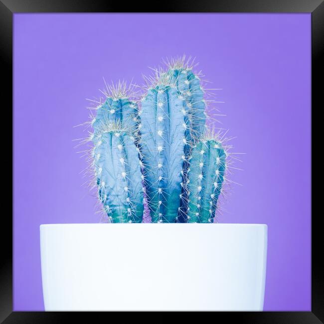 Pop art cactus image. Framed Print by Andrea Obzerova