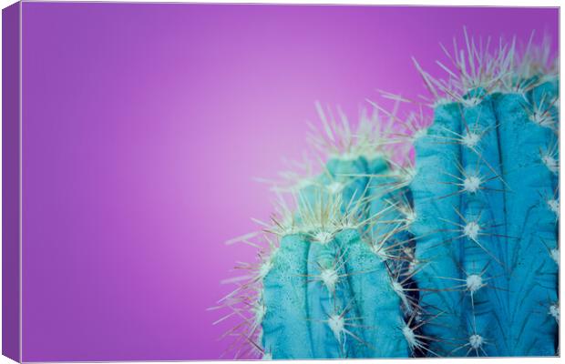 Trendy neon purple and blue coloured minimal cactus background. Canvas Print by Andrea Obzerova