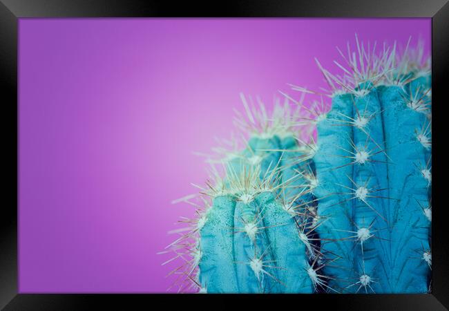 Trendy neon purple and blue coloured minimal cactus background. Framed Print by Andrea Obzerova