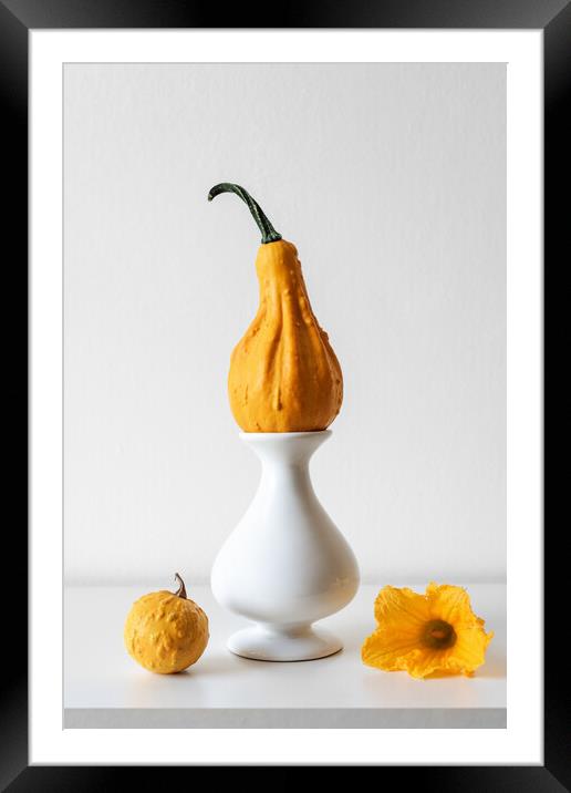 Pumpkin on white shelf against white wall. Framed Mounted Print by Andrea Obzerova