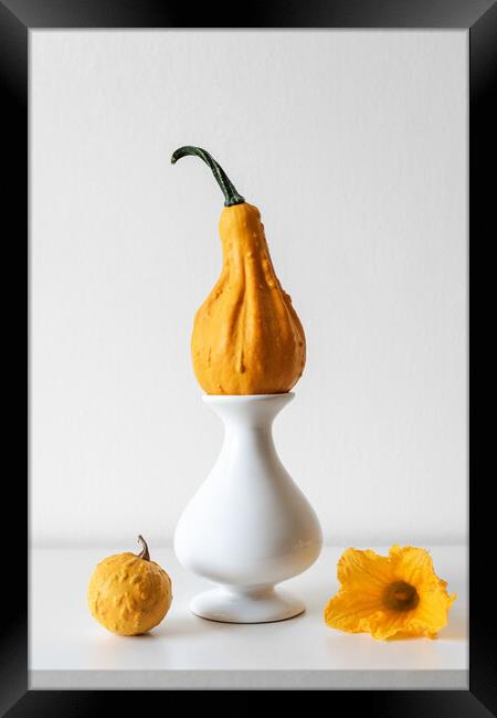 Pumpkin on white shelf against white wall. Framed Print by Andrea Obzerova