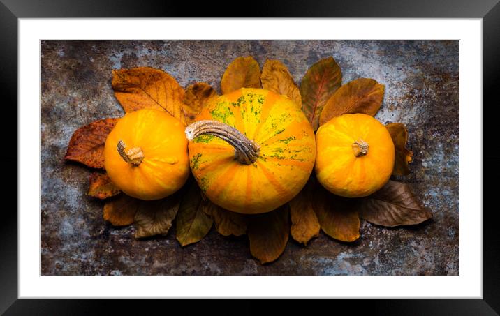 Pumpkins and fallen leaves on dark retro background. Framed Mounted Print by Andrea Obzerova