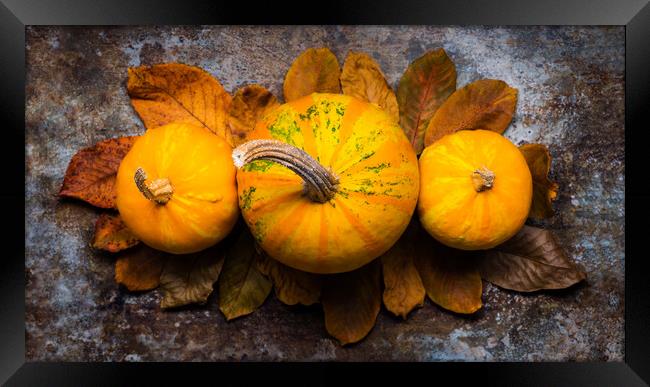 Pumpkins and fallen leaves on dark retro background. Framed Print by Andrea Obzerova
