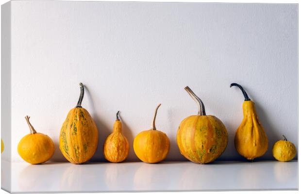 Various pumpkins on white shelf against white wall. Canvas Print by Andrea Obzerova