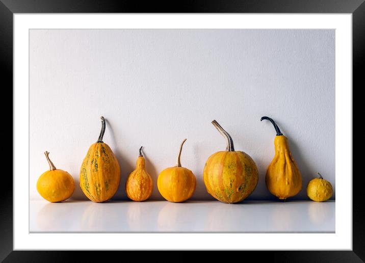 Various pumpkins on white shelf against white wall. Framed Mounted Print by Andrea Obzerova