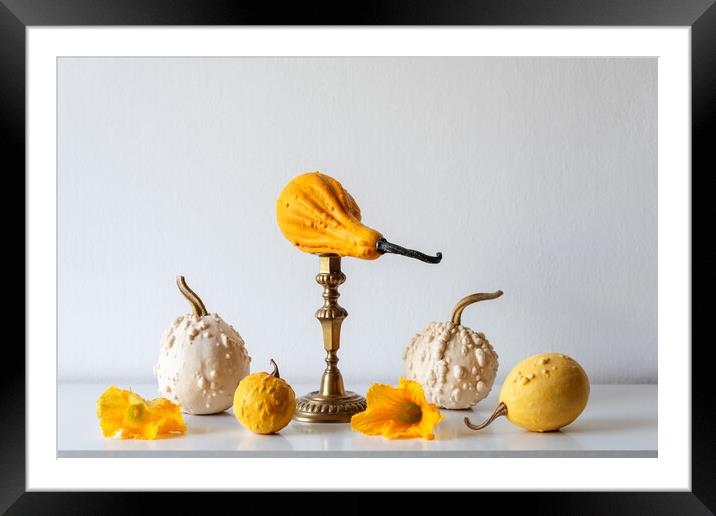 Various pumpkins on white shelf against white wall. Framed Mounted Print by Andrea Obzerova