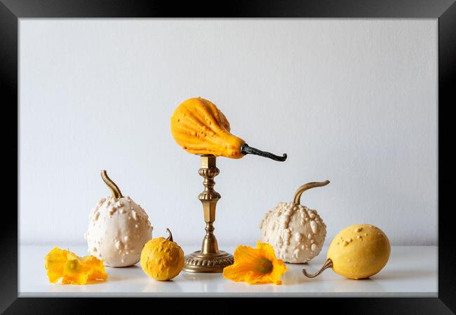 Various pumpkins on white shelf against white wall. Framed Print by Andrea Obzerova