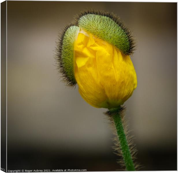Yellow poppy opening up Canvas Print by Roger Aubrey