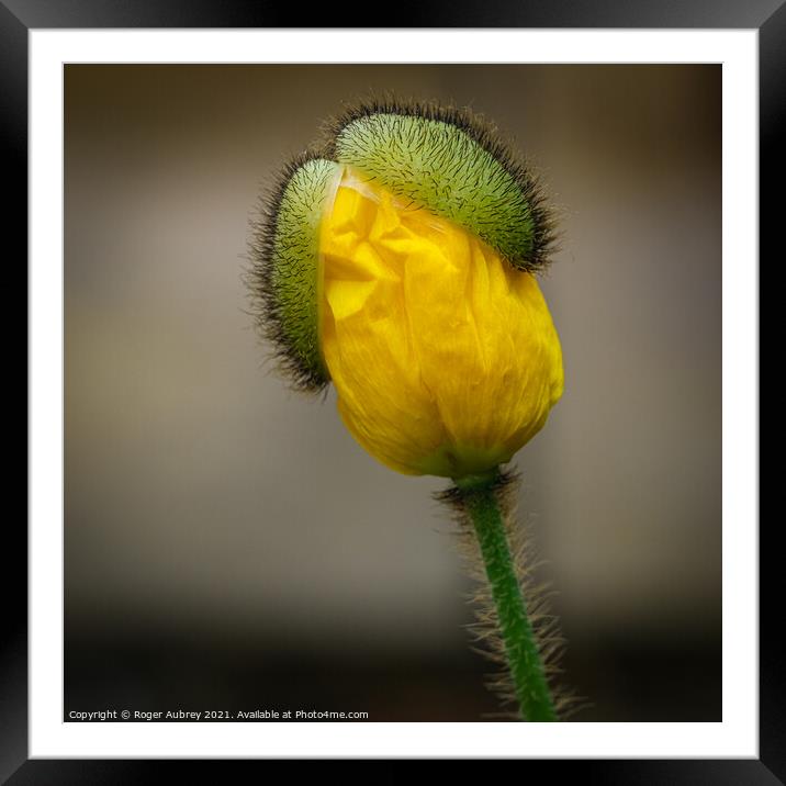 Yellow poppy opening up Framed Mounted Print by Roger Aubrey